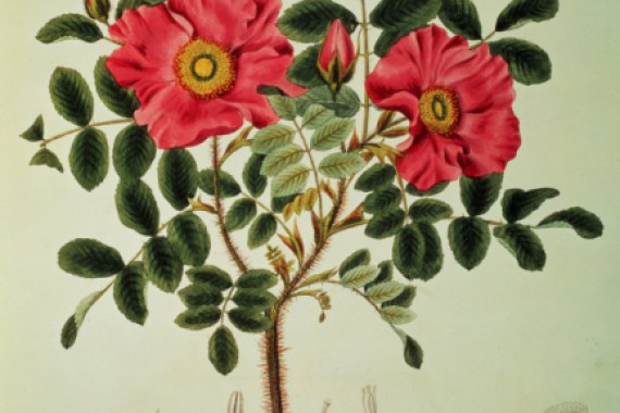 Joseph Gerhard Zuccarini