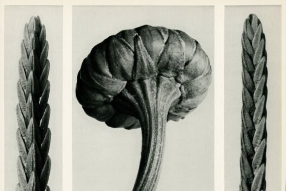 Karl Blossfeldt