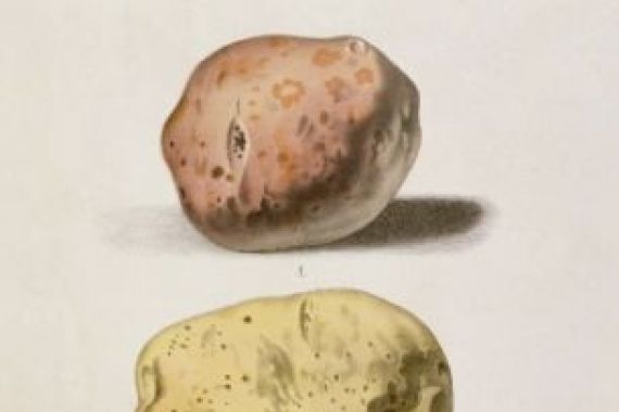 L. Rouyer