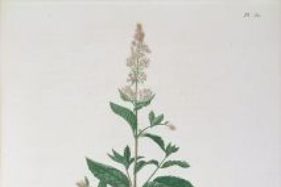 L.F.J. Hoquart