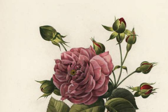 Langlois Langlois