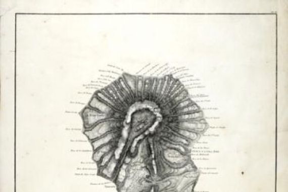 Leopold de Buch
