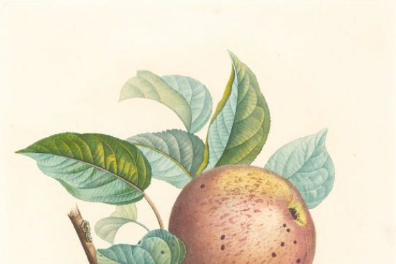 Louis Bocquet