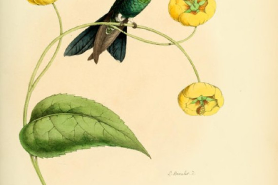 Louis Victor Bevalet