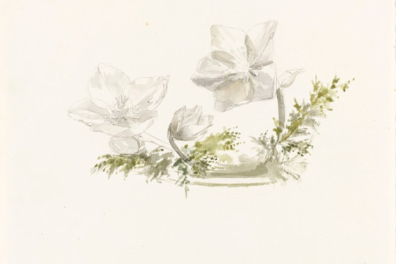 Margaret Louisa Herschel