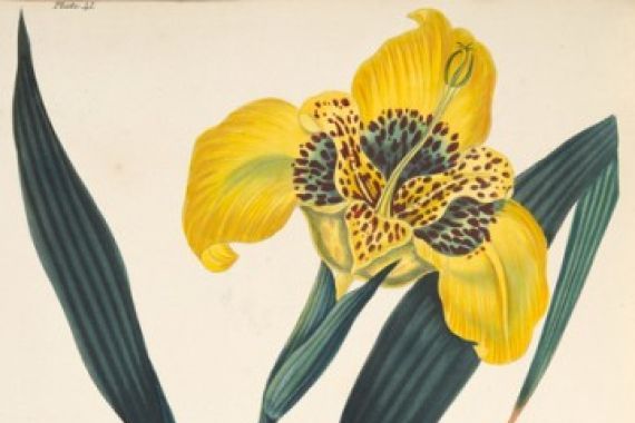 Margaret Roscoe