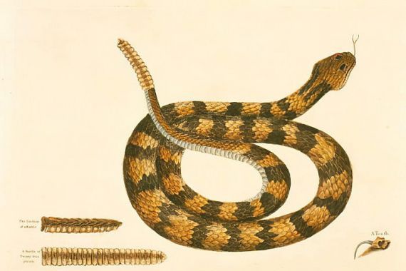 Mark Catesby