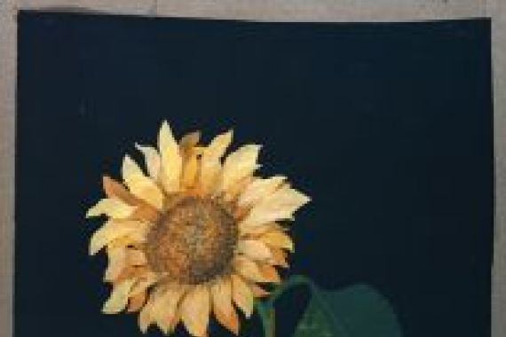 Mary Granville Delany