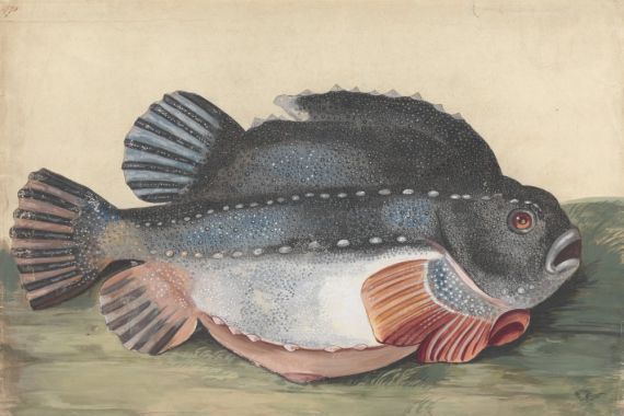 Peter Paillou the younger