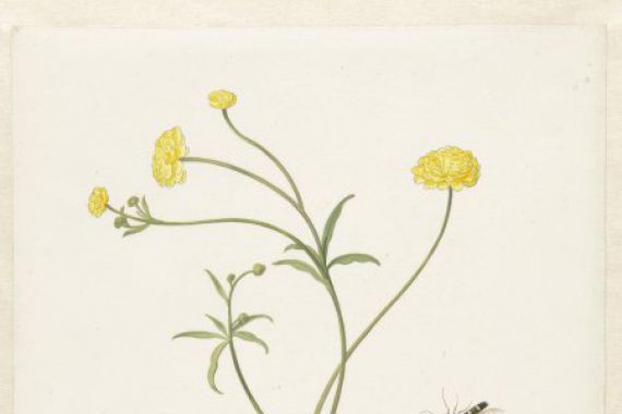 Pieter Withoos (possibly)