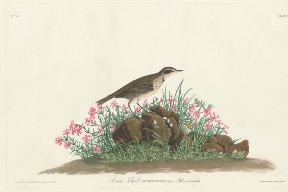 Robert Havell, Jr. after John James Audubon