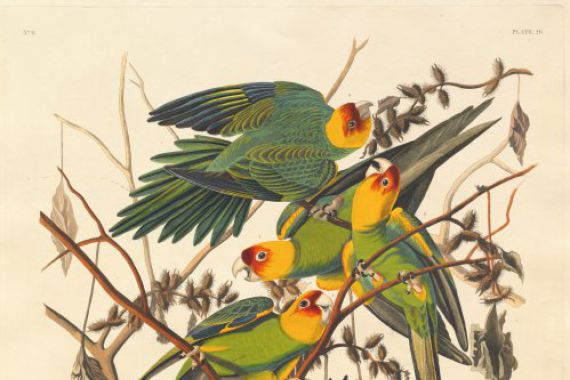 Robert Havell after John James Audubon