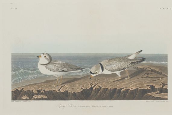 Robert Havell