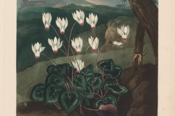 Robert John Thornton
