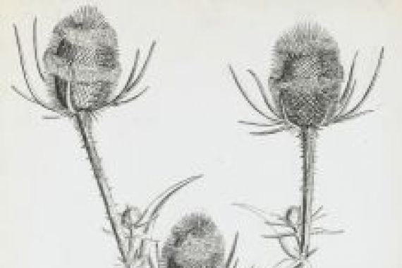 Rosalie Brill