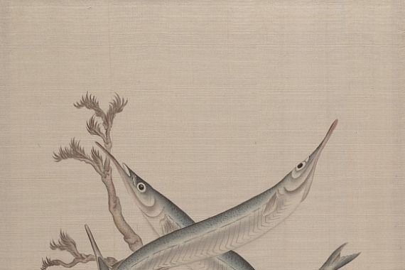 Seki Shuko