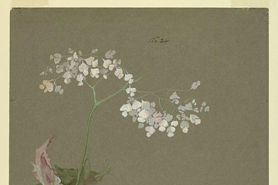 Sophia L. Crownfield