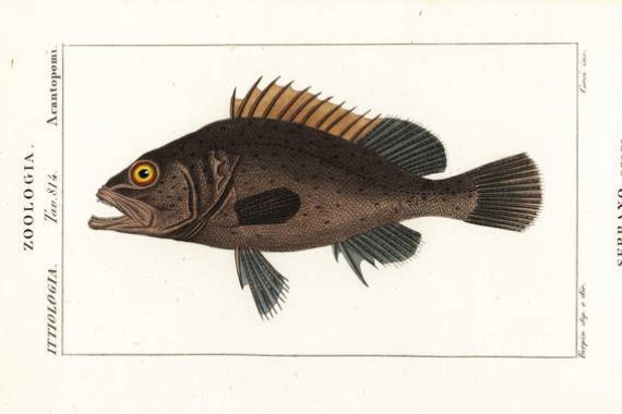 Stanghi Stanghi