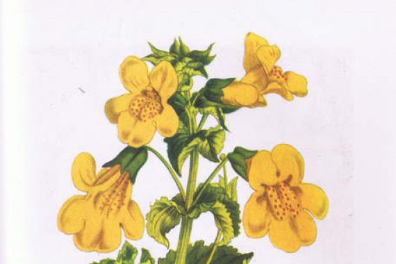 Sydenham Teast (after) Edwards