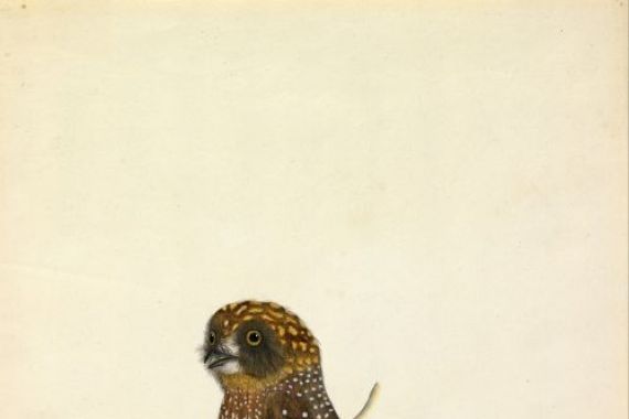 The Sydney Bird Painter