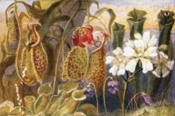 Theobald Carreras