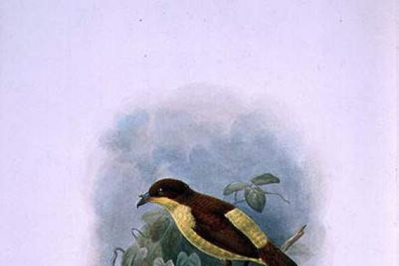 W. and Keulemans J.G. Hart