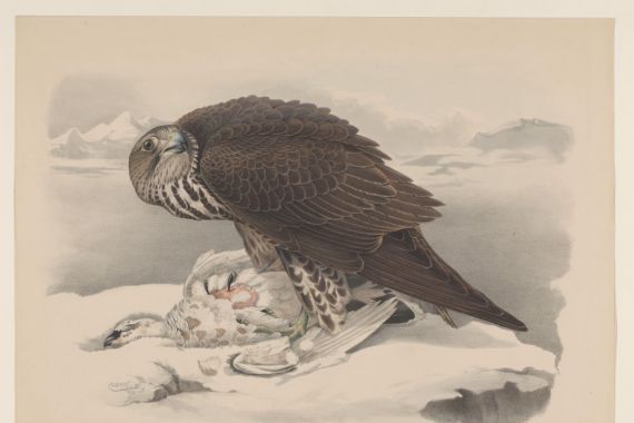 Willem Bastiaan van Wouw