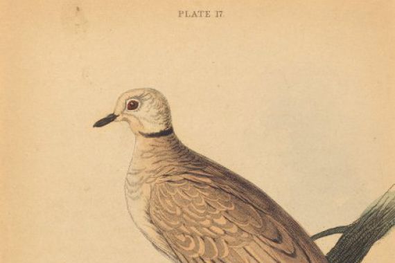 William Home Lizars after Edward Lear