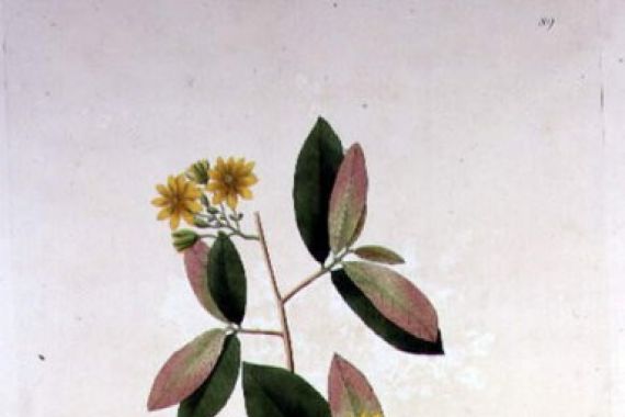 William Roxburgh
