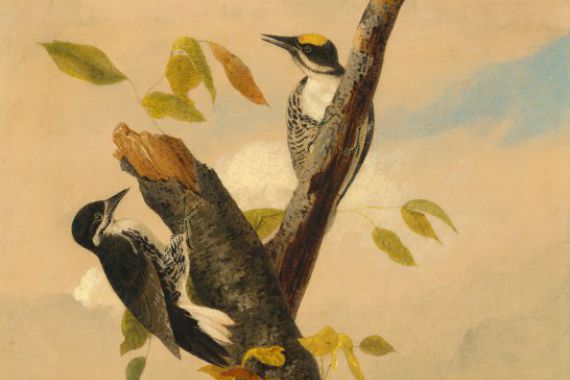 after John James Audubon Joseph Bartholomew Kidd