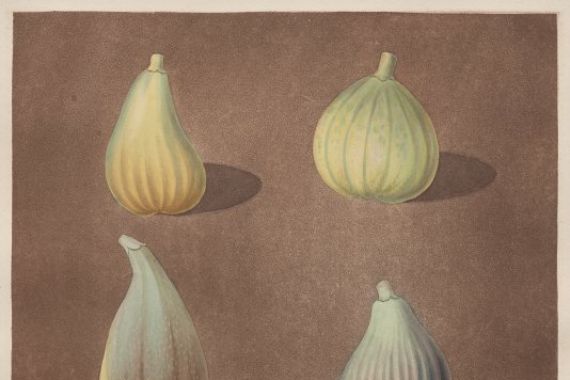 attributed to Richard Brookshaw