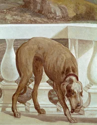 Hund på en balkong. Friske detaljer. Maleri av Paolo Caliari kalt Paolo Veronese (1528-1588), ca. 1561. Fresco Maser (Treviso), Villa Barbaro, Room of Bacchus