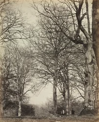Dronning Adelaides bøk, før 1864.
