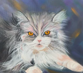 Maine Coon-katt