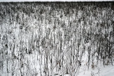 januar
