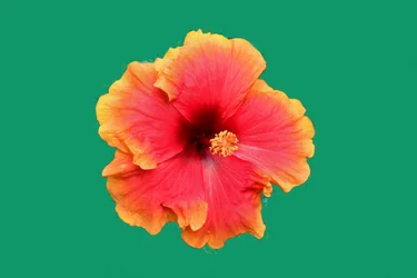 Blomstermalerier i oljemaleri-stil