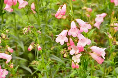 Blomstermalerier i oljemaleri-stil