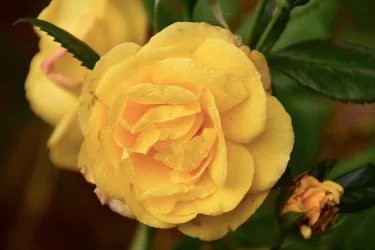 Blomstermalerier i oljemaleri-stil