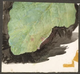 Heterocampa Biundata, Walker, studie for boken *Concealing Coloration in the Animal Kingdom*