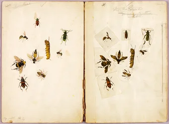 Insekter - fargelagte, studiemappe til boken Concealing Coloration in the Animal Kingdom