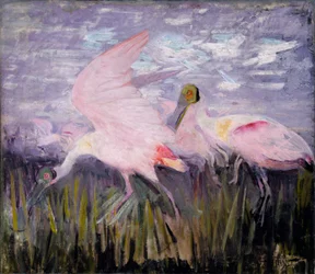 Roseate Spoonbills, studie for boken Concealing Coloration in the Animal Kingdom