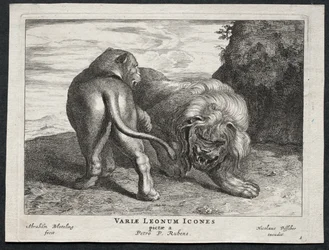 Ulike løver