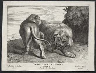 Ulike løver