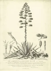 Blomstrende amerikansk aloe, 1757 The American Aloe of Clusius, or the Agave of Linnaeus (...) Having Bloomed in the Summer of the Year 1757 av Jac: Schuurmans Stkehooven, Florist in Leiden (tittel på objekt)