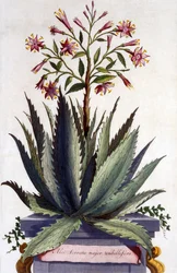 Aloe Serrata major umbellifera, fra 