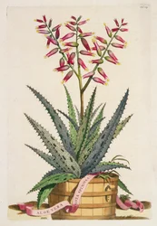 Aloe Vera Costa Spinosa, fra 