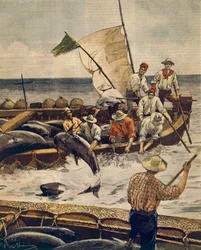 Ekstraordinært fiske av blåfinnet tunfisk på Piana Island, Sardinia, av Achille Beltrame (1871-1945), fra La Domenica del Corriere, 30. juni 1900