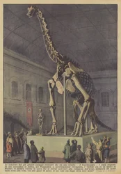 Skjelettet til det største landdyret som noen gang har levd, brachiosaurusen?