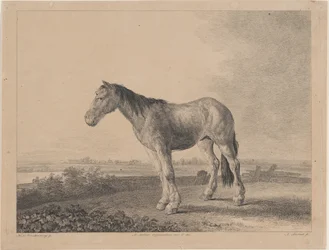 Hest stående på et felt i profil til venstre, 1809.