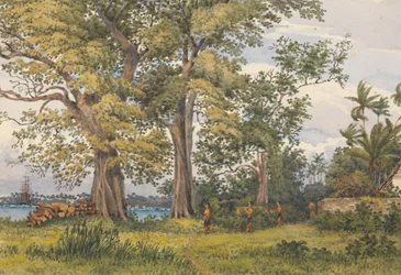 «Apiabukta, Upolu, Navigatorøyene, [Samoa] fra verandaen til mitt sykehjem, 6. november 1849»